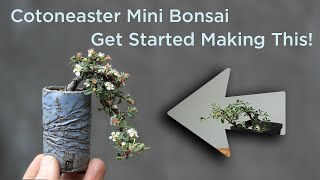 Bonsaify  How To Start Making a Cotoneaster Mini Bonsai [upl. by Hashimoto]