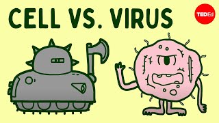 Cell vs virus A battle for health  Shannon Stiles [upl. by Nissy]