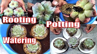 HOW TO Root Pot and Water NEW SUCCULENTS [upl. by Bedell]