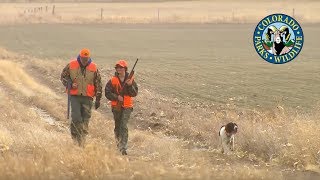 Pheasant Hunting Colorado [upl. by Smada]