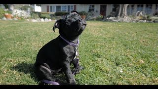 Lily The Staffordshire Bull Terrier Puppy [upl. by Ashmead]