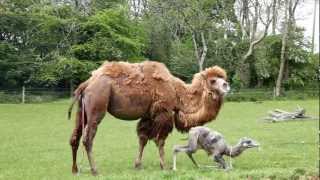 Manor House  Birth of a Baby Camel MHWP Tenby Pembrokeshire Wales May 23rd 2012 [upl. by Hunsinger]