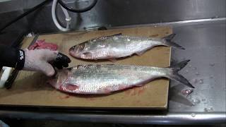 Catching Migrating American Shad Recreationally and Commercially in the Connecticut River [upl. by Abramson788]