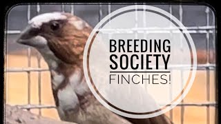 How to Breed Society Finches [upl. by Bergquist]