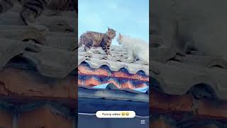 The cats fighting 😾😾😂😂😂cat catlovers catfightingshots funny viralvideo [upl. by Fitton]