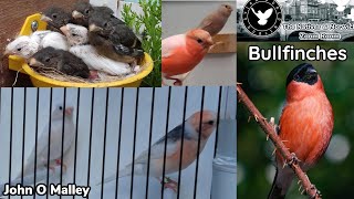 Breeding Bullfinches amp their Mutations w John O Malley  Natives amp Norwich Zoom Room [upl. by Everest773]