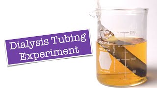 Dialysis Tubing Experiment [upl. by Moshe]