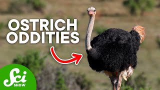 3 Fun Facts About Ostriches Youll Love [upl. by Wendell]