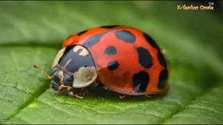 Animated Life Cycle of a Ladybird [upl. by Eiroj]