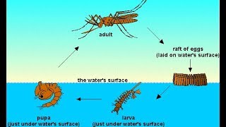 Mosquitoes Life Cycle  How Long do Mosquitoes Live [upl. by Blackburn]