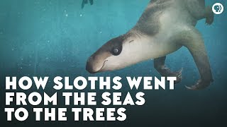 How Sloths Went From the Seas to the Trees [upl. by Led171]