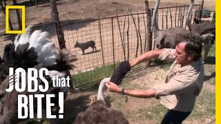 Wrestling an Ostrich  Jobs That Bite [upl. by Prentiss508]