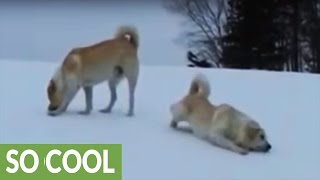 Livestock guard dogs go from play to work in seconds [upl. by Hanahsuar]