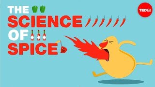 The science of spiciness  Rose Eveleth [upl. by Lock593]