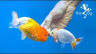 4 Best Goldfish Foods [upl. by Penhall480]