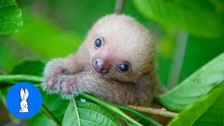 Baby Sloths Being Sloths  FUNNIEST Compilation [upl. by Nierman31]