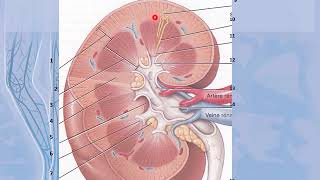 UE 26 anatomie appareil urinaire [upl. by Attehcnoc833]