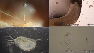 The Amazing Microscopic World [upl. by Pol511]