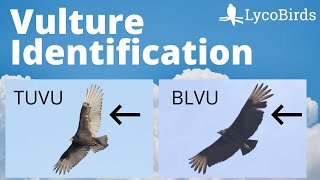 Turkey Vulture vs Black Vulture  Raptor Identification Birding [upl. by Nisa512]