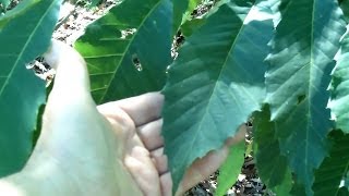 I Found an American Chestnut Castanea dentata Today [upl. by Ecitsuj]