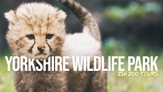 Yorkshire Wildlife Park Tour  A Conservation Haven [upl. by Perot]