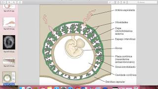 Embriologia  Placenta e membranas extraembrionarias [upl. by Esila]