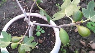 Comment tailler le figuier en pot  fig [upl. by Binnings401]