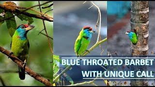 BLUE THROATED BARBET WITH UNIQUE CALL [upl. by Nivrehs]