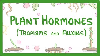 Plant Hormones  Tropisms amp Auxins 52 [upl. by Huberto863]