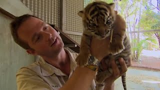 What Happens When Tigers Meet Humans  BBC Earth [upl. by Anertal]