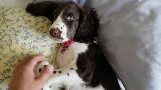 English Springer Spaniel Puppy 1 [upl. by Adel]