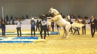 The Best Arabian Horse [upl. by Sower]