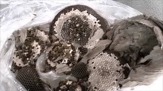 How To Safely Remove A Wasp Nest [upl. by Vladamir]