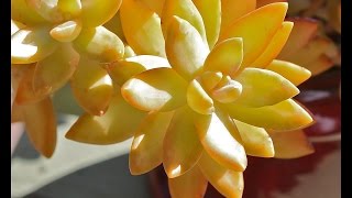 Ten Terrific Colorful Succulents [upl. by Glogau]