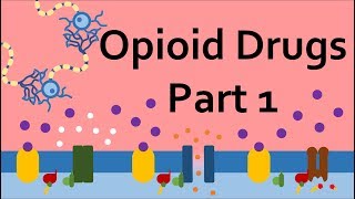 Opioid Drugs Part 1 Mechanism of Action [upl. by Yentruoc]