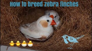 How to breed zebra finches very easy [upl. by Erdnaet279]