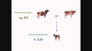 05 Procedimiento Parentesco y Consanguinidad [upl. by Joshia]