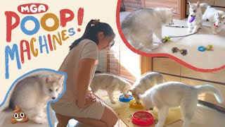 A DAY IN A LIFE OF 3 HUSKY PUPPIES SA LOOB NG KWARTO DAILY ROUTINE [upl. by Aenit]