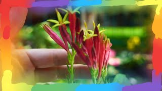 Indian Pinks Spigelia marilandica Pollinator Garden Beauty Natives [upl. by Weissmann]