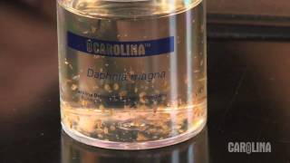 How to Care for Daphnia [upl. by Las]