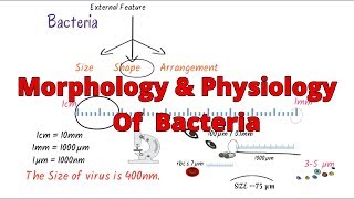 Microbiology lecture 4  bacteria size shape and arrangement [upl. by Malloy]