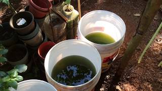 How to grow Green Water Algae [upl. by Ttereve860]