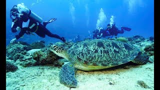 Maldives Deep South Diving 4k [upl. by Bernat]