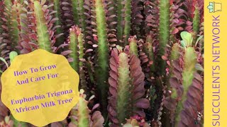 How To Grow amp Care For Euphorbia Trigona [upl. by Sibyls]