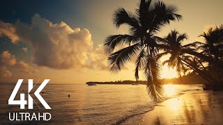 8 HOURS Calm Ocean Waves Sounds  Tropical Beach Sunrise 4K Video [upl. by Takakura]