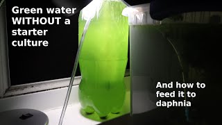 Green Water WITHOUT a Starter Culture  From Scratch  How To [upl. by Allets752]