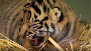 Adorable Tiger Cub Moments Part 1  BBC Earth [upl. by Krispin]