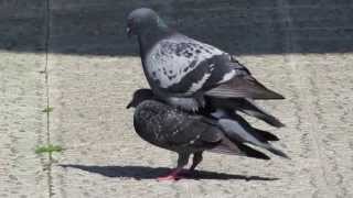 Copula de PALOMAS  PIGEONS mating [upl. by Eikcir]