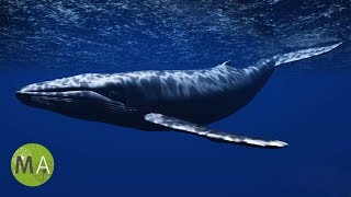 Underwater Whale Sounds  Full 60 Minute Ambient Soundscape [upl. by Weissberg]