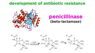 MethicillinResistant Staphylococcus aureus MRSA [upl. by Ahsaekal]